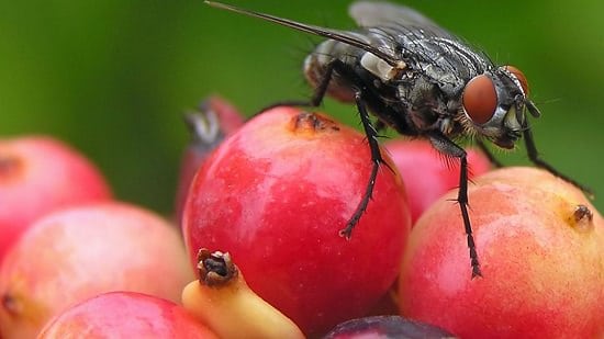 Does Windex Kill Fruit Flies2