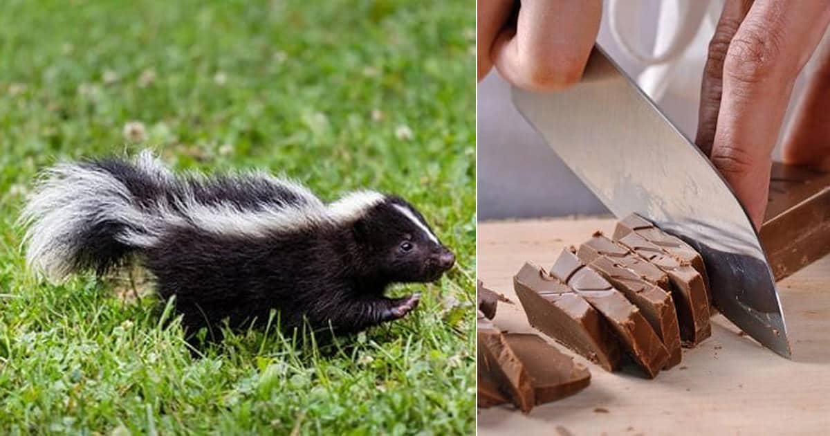 How to Get Rid of Skunks With Chocolate | How to Prevent Skunks