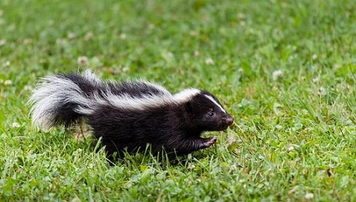 How to Get Rid of Skunks With Chocolate 4