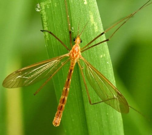 Do Crane Flies Bite1