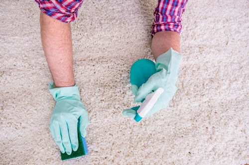 DIY Carpet Mold Removal Remedy