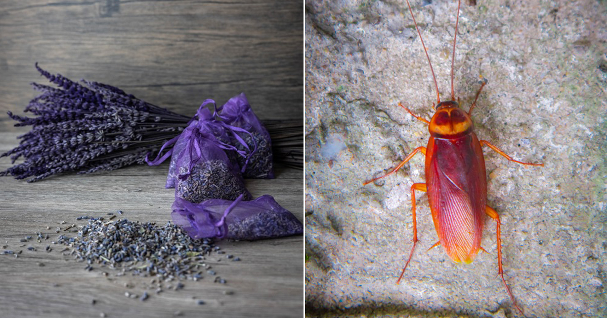 Does Lavender Repel Roaches Cockroach Prevention Tips ⋆ Bright Stuffs