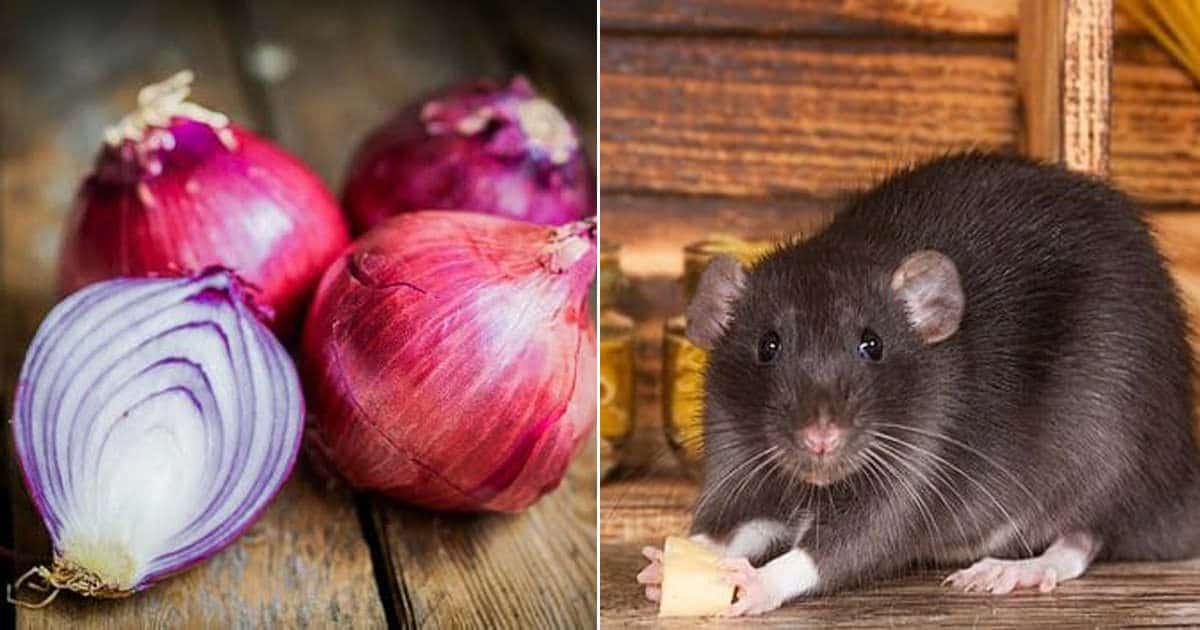 Do Onions Kill Rats + How to Repel Them With Onion ⋆ Bright Stuffs