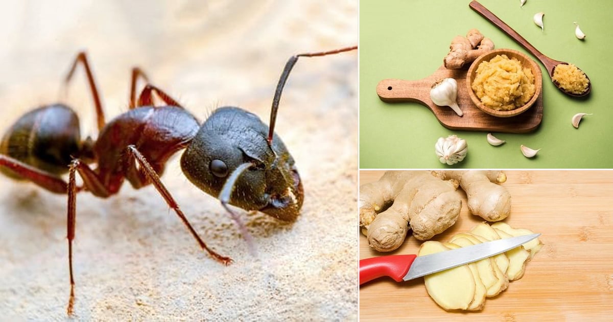 Does Ginger Repel Ants Ant Repellent Recipes ⋆ Bright Stuffs