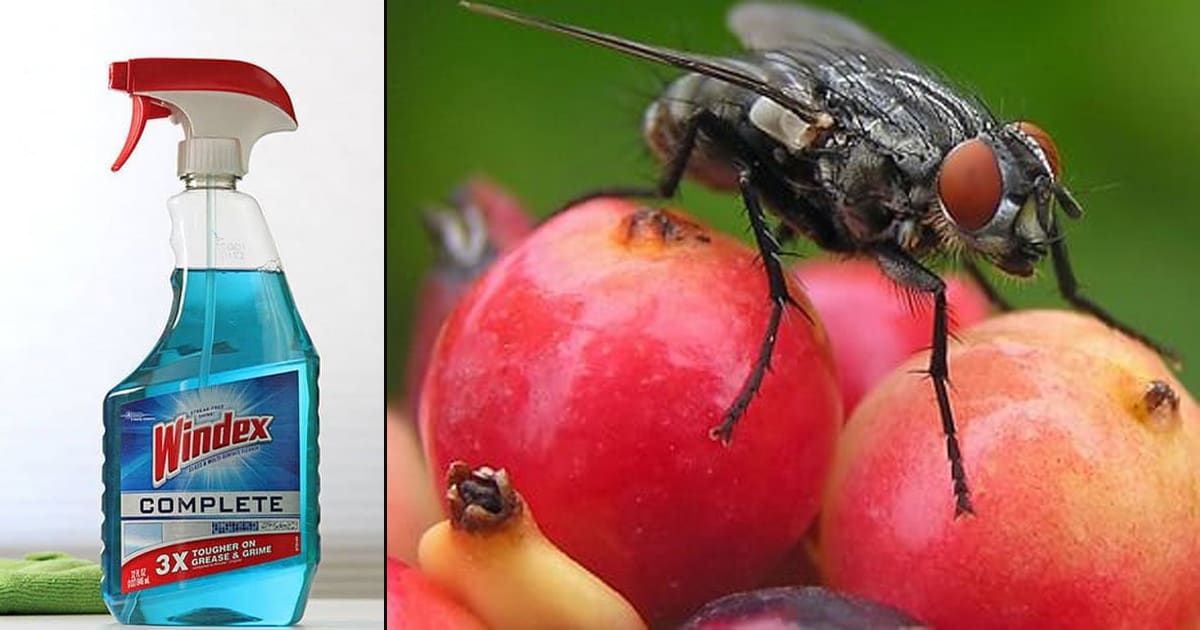 Does Windex Kill Fruit Flies2 
