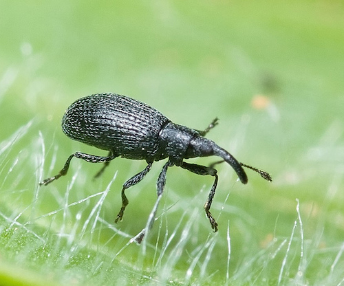 14 Tiny Black Bugs that Look Like Poppy Seeds 1