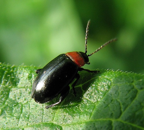 14 Tiny Black Bugs that Look Like Poppy Seeds 6