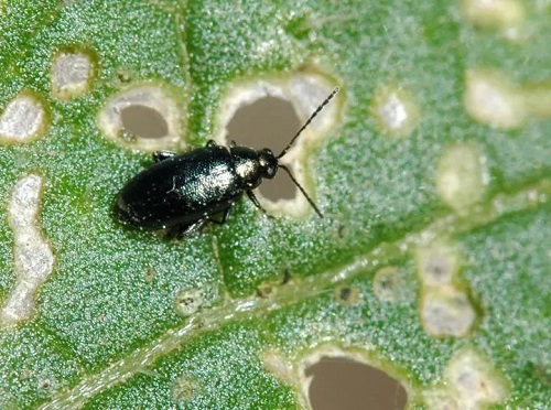 14 Tiny Black Bugs that Look Like Poppy Seeds 2