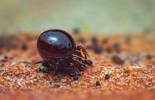 14 Tiny Black Bugs that Look Like Poppy Seeds 7