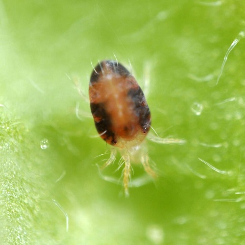 14 Tiny Black Bugs that Look Like Poppy Seeds 5