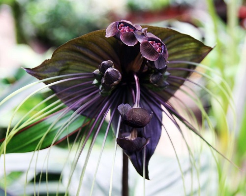 11 Surprising Flowers that Look Like Birds 4