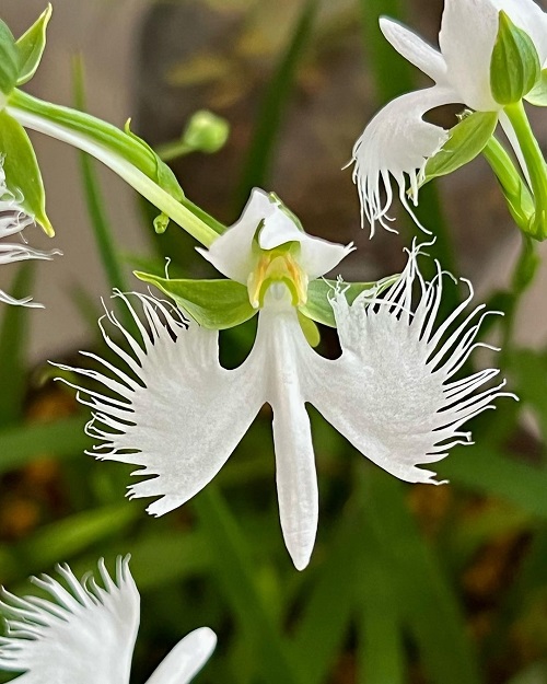 11 Surprising Flowers that Look Like Birds 5