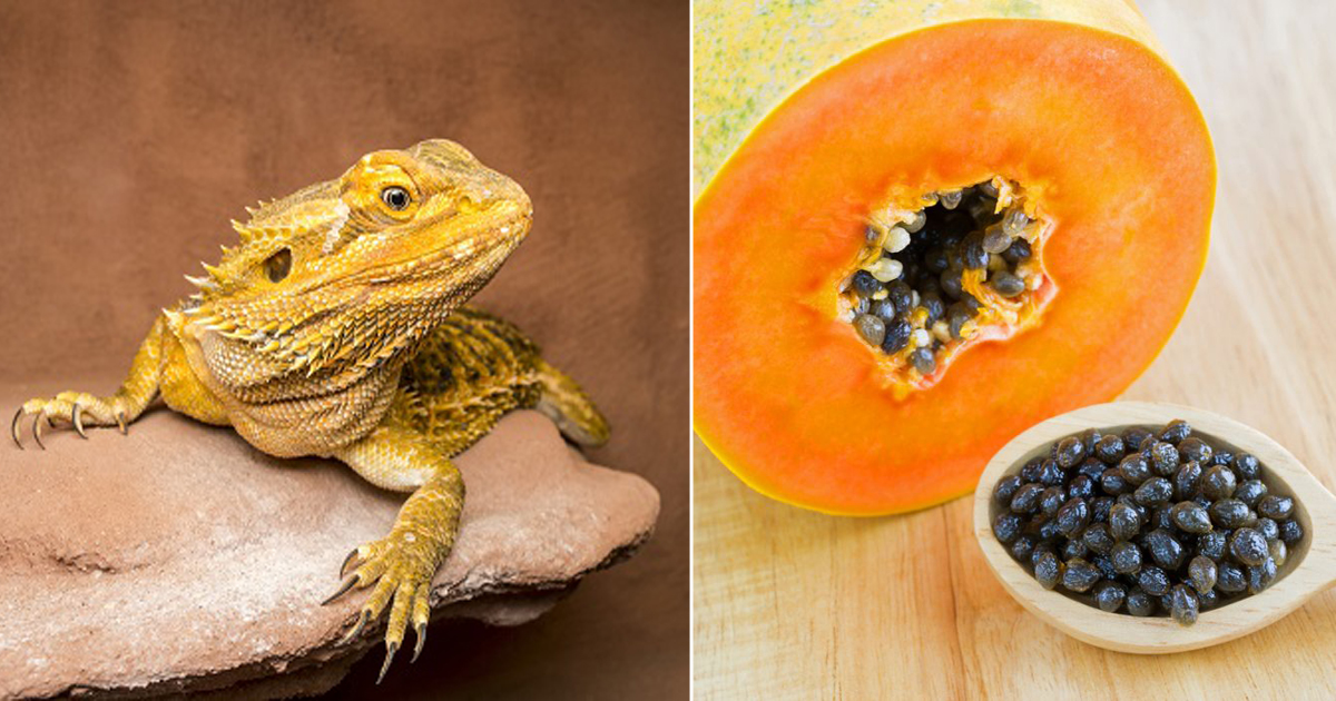 Can Bearded Dragons Eat Papaya Seeds? ⋆ Bright Stuffs