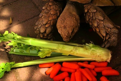 ¿Puede una tortuga comer apio 1