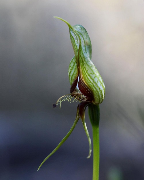 11 Surprising Flowers that Look Like Birds 3