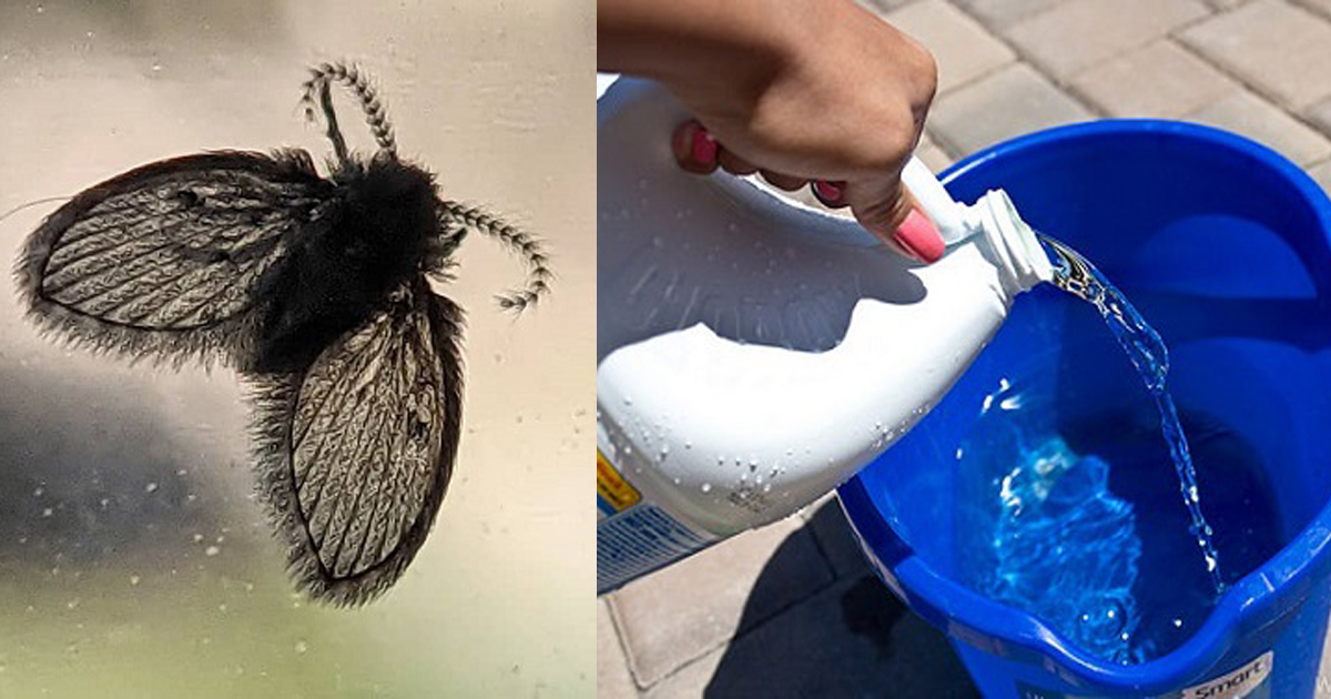 Will Bleach Kill Drain Flies? Drain Fly Killer Remedies ⋆ Bright Stuffs