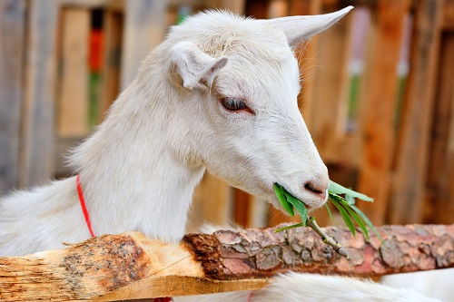 Can Goats Eat Zucchini | Is Zucchini Safe for Goats 2