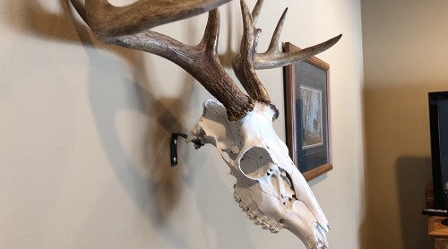 Deer Skull Mount Ideas 5