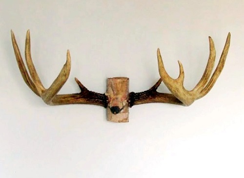 9 Cool DIY Deer Antler Mount Ideas Bright Stuffs   Birch Log Deer Antler Mount 