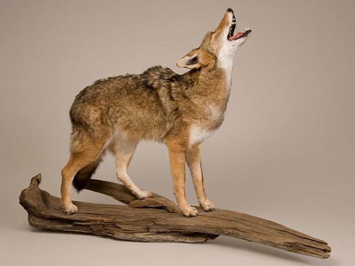 Cool Howling Full Body Coyote Mount