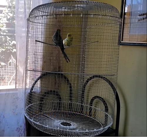 DIY Bird Cage Using Recycled Materials