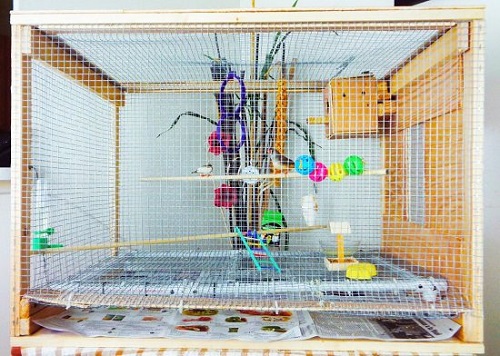 Bird Cage Ideas 1
