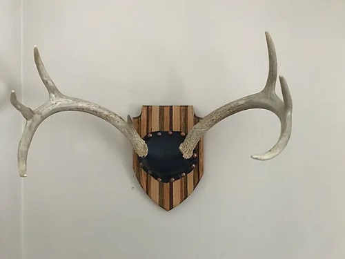 9 Cool DIY Deer Antler Mount Ideas Bright Stuffs   DIY Oak Deer Antler Mount 