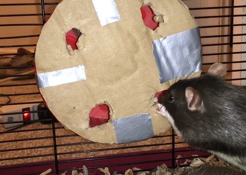Rat Foraging Wheel Idea