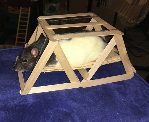DIY swing for pet rats