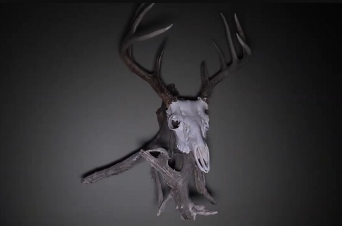 Deer Skull Mount Ideas 3