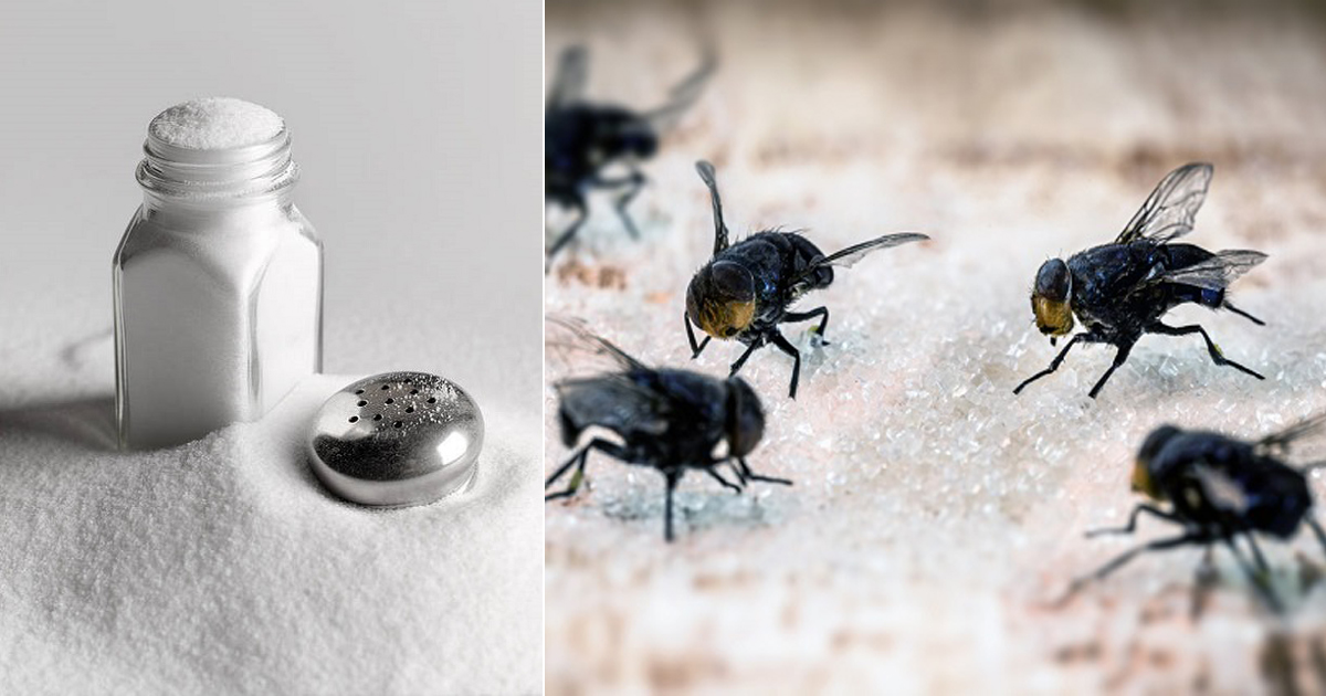 Does Salt Attract Bugs? What Bugs Does Salt Attract? ⋆ Bright Stuffs