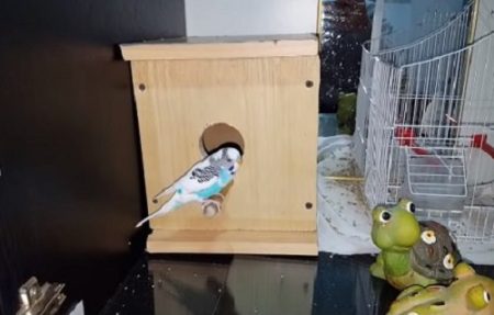 Illustration of Budget Macaw Cage Ideas For Beginners