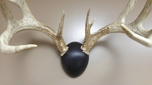 Inexpensive Leather Antler Display