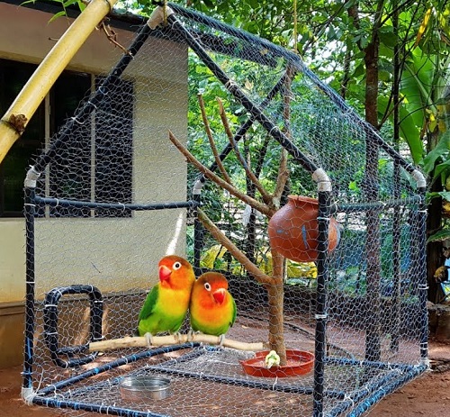 PVC Pipe Love Birdcage