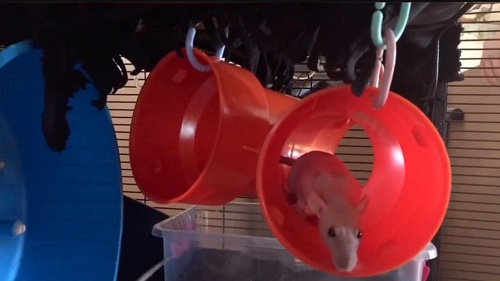 DIY Rat Toys 11