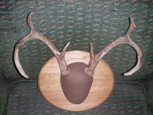 DIY Deer Antler Mount Ideas 4