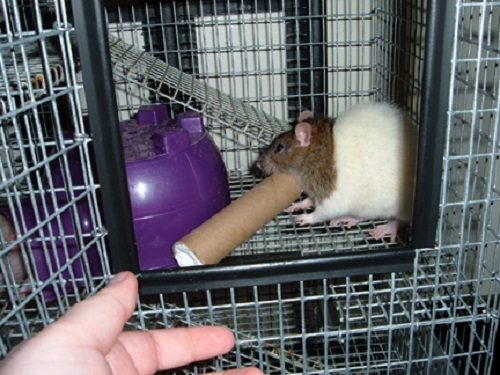 DIY Rat Toys 5