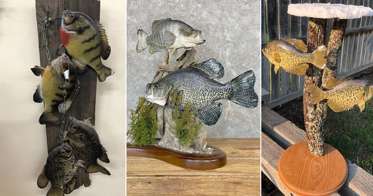 8 Crappie Mount Ideas to Try ⋆ Bright Stuffs