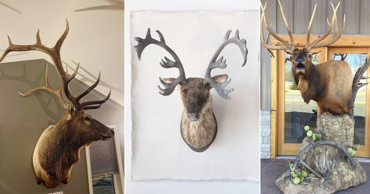 8 Amazing Elk Mount Ideas ⋆ Bright Stuffs