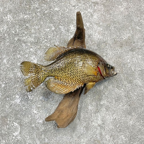 Crappie Mount Ideas 5