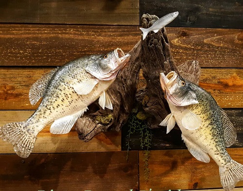 Crappie Hunting Mount