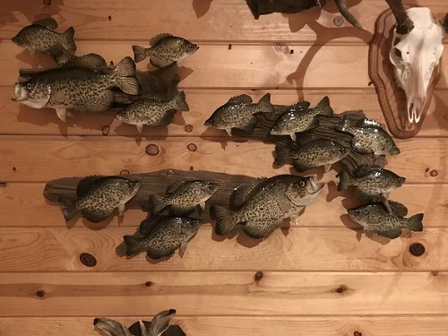 Crappies, Crappies, and Crappies!