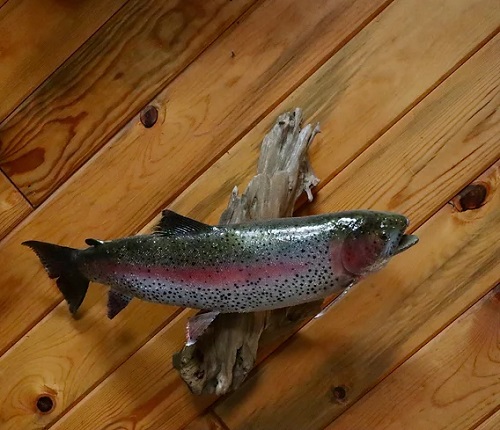 Trout Mount Ideas 6