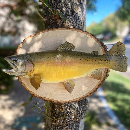 Trout Mount Ideas 4