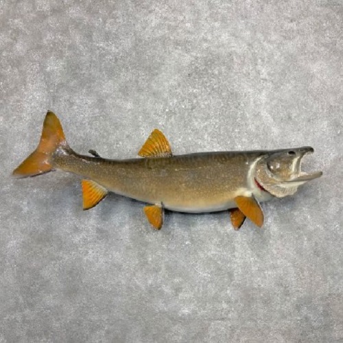 Lake Trout Fish Mount