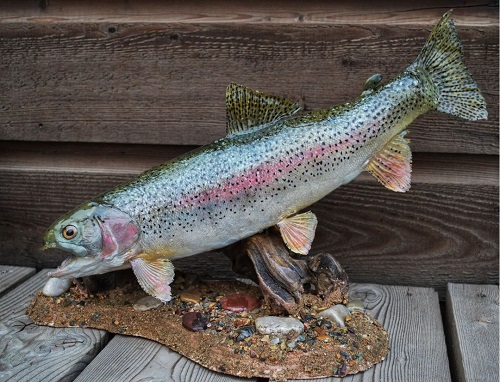 Trout Mount Ideas 2