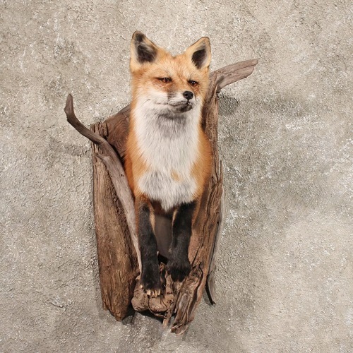 Red Fox Mount Ideas 3