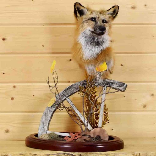 Red Fox Mount Ideas 5