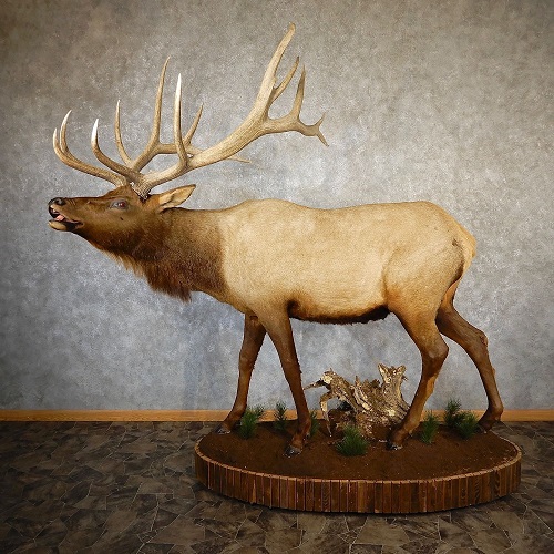 life-size stuffed moose mount