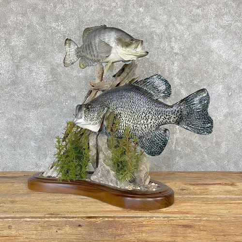 Crappie Mount Ideas 4